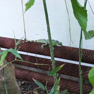 Chinese water dragon at The Living Rainforest, 24 October 2010