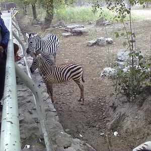 Beijing Zoo