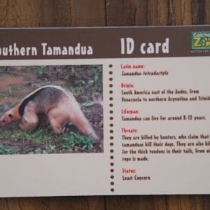 Southern tamandua ID card