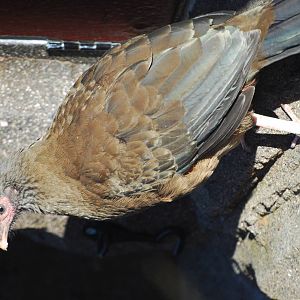 Chaco chachalaca