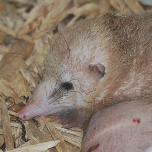 Common tenrec