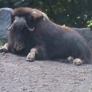 musk ox 050910