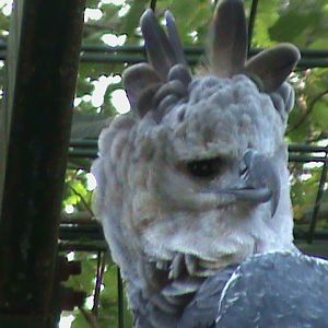 harpy eagle 050910
