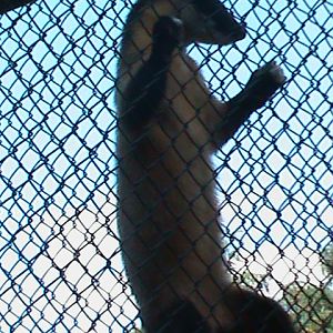 yellow-throated marten 050910