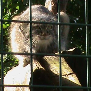 pallas cat 050910