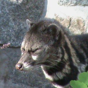 malaysian civet 050910