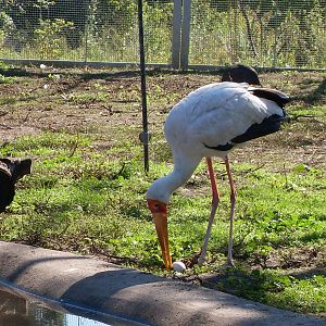 yellow-billed stork 050910