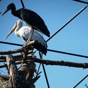 yellow-billed stork and abdims stork 050910