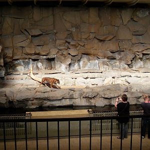 tiger enclosure 050910