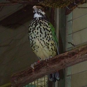white-eared catbird 050910