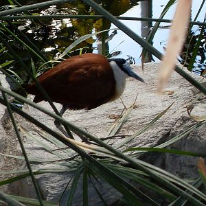 african jacana 050910