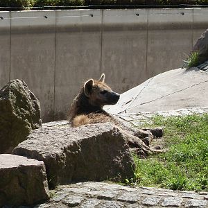spotted hyena 050910