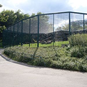 wolverine enclosure 050910