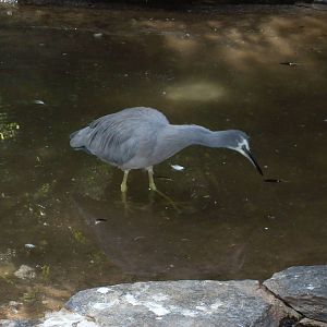 white-faced heron 050910