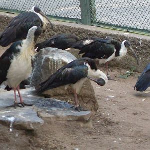 straw-necked ibises 050910