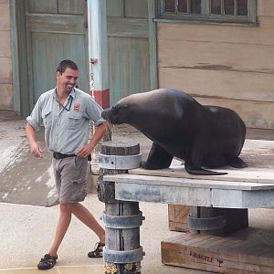 Seal Show