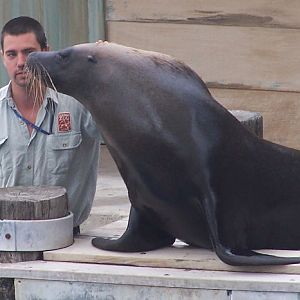 Seal Show