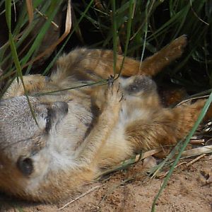Meercat looking very relaxed