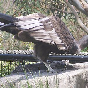 Andean Condor