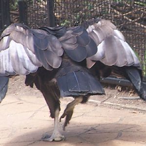 Andean Condor
