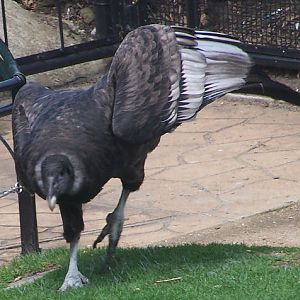 Andean Condor