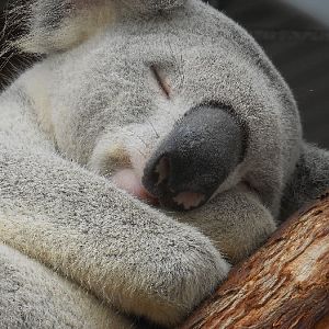 sleeping koala