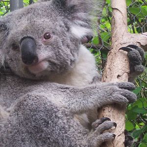 female koala