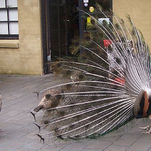 Peacock -  look at me