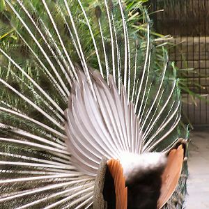 Peacock tail feathers