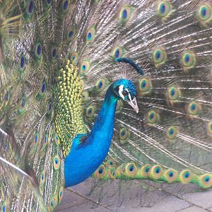 Peacock struts his stuff