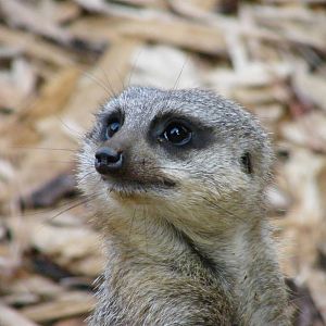 Slender Tailed Meerkat