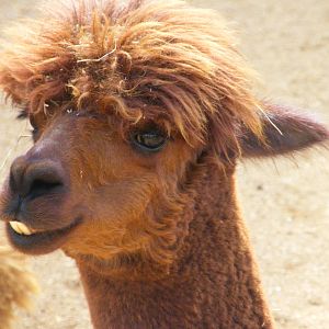Alpaca