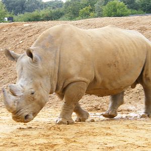 White Rhino