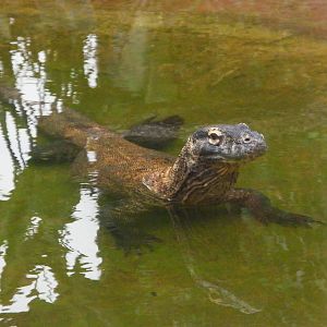 Komodo Dragon