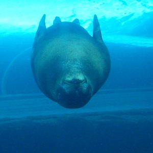 Sealion