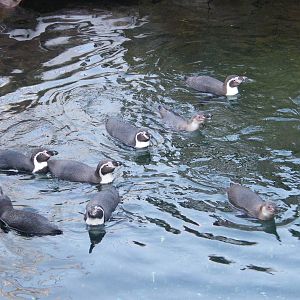 Humboldt penguins