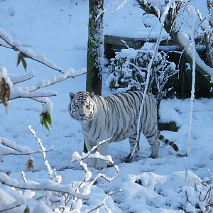 Sasha in the snow