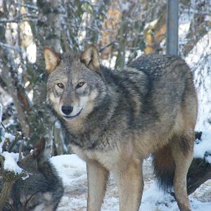 Grey Wolf in snow
