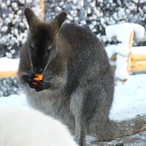 Wallaby in Snow