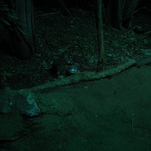 Black-footed Tree Rat exhibit