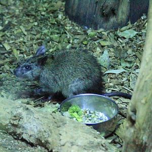 Black-footed Tree Rat