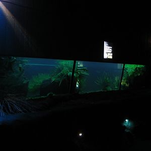 Platypus Tank