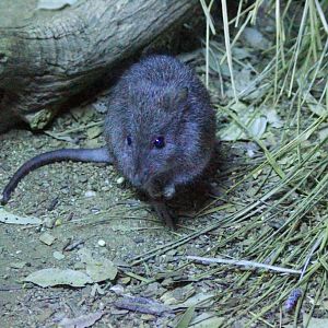 Longnosed Potoroo
