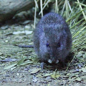 Longnosed Potoroo