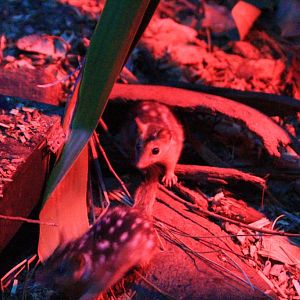 Northern Quoll juveniles