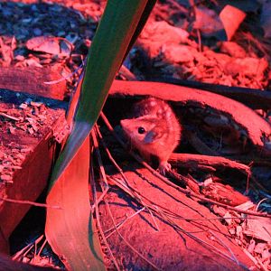 Northern Quoll juvenile
