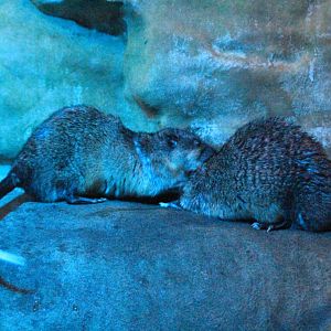 Australian Water Rats