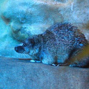 Australian Water Rat