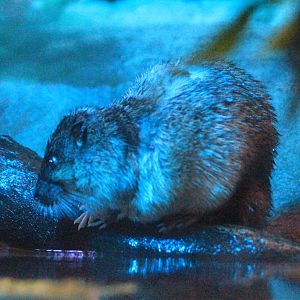 Australian Water Rat