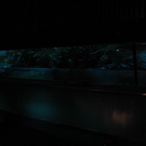 Water Rat exhibit